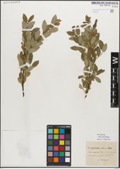 Foto von Salix myrsinifolia Salisb.